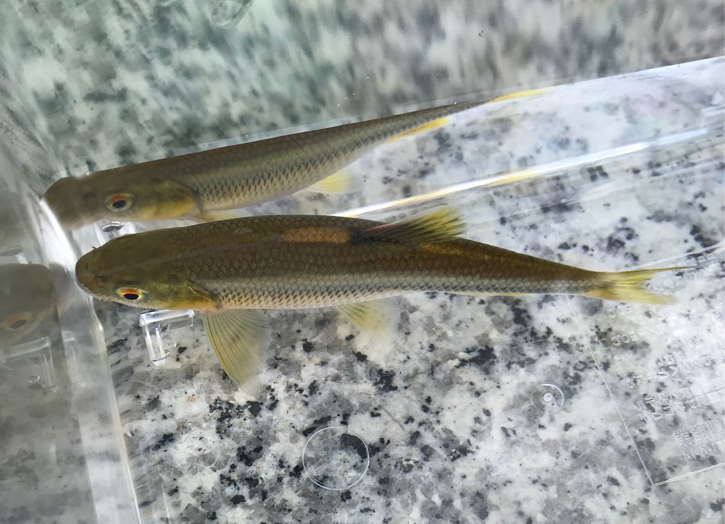 2ページ目の 川遊び のん木ぶろぐ 楽天ブログ