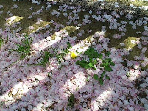 2012.04.15.4 - コピー.JPG
