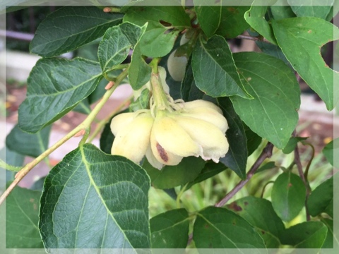 エゴノネコアシ