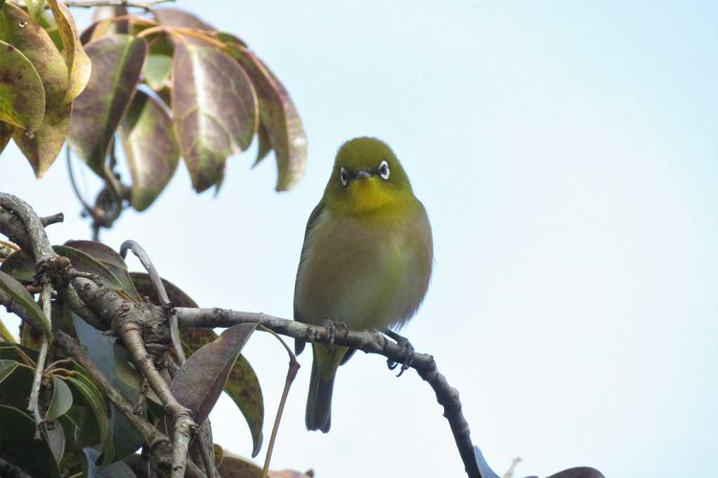 庭の鳥;蜜柑メジロ♂♀、仲良しメシロ。 | 大分金太郎の花鳥蝶月 - 楽天ブログ