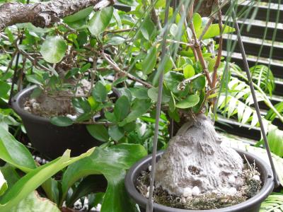 ヒドノフィツム・フォルミカルム(HYdonophytum formicarum) | 小平太