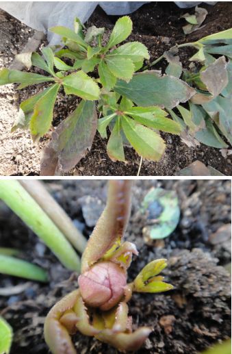 クリスマスローズのつぼみ