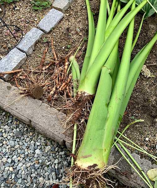 収穫したタロイモで、タロイモチップス Sweets!Sweets! 楽天ブログ