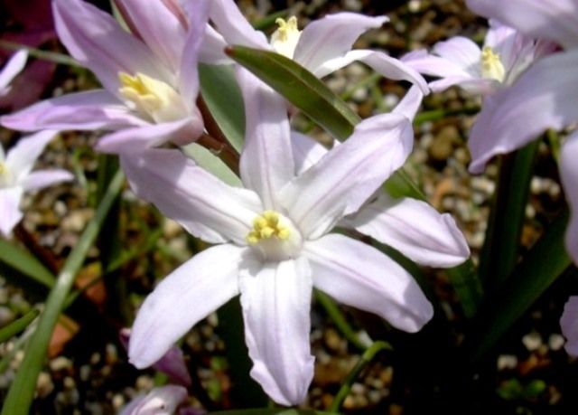 チオノドクサの花 花と蕎麦とリハビリと 楽天ブログ