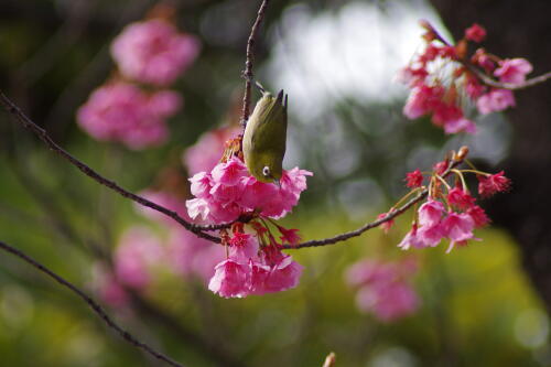 荏原神社の寒緋桜