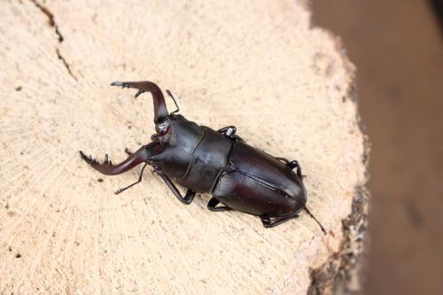 2015062807.JPG