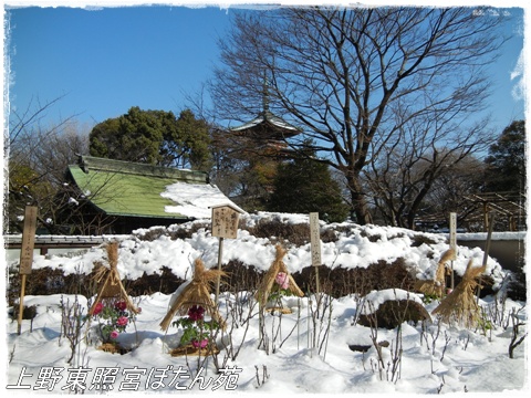 上野東照宮ぼたん苑