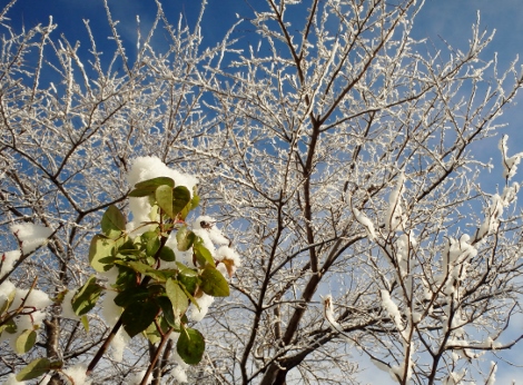 木々と雪