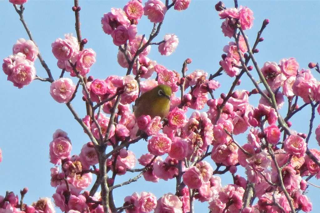 庭の鳥;紅梅メジロ、蜜柑メシロ、ヒヨドリ、エナガ。庭の花;黄色いバラ。 | 大分金太郎の花鳥蝶月 - 楽天ブログ