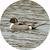 IMG_0553.gif