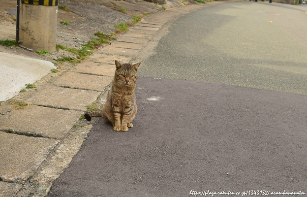 ねこねこねこねこねこ🐈😾 | 今日の予定 - 楽天ブログ