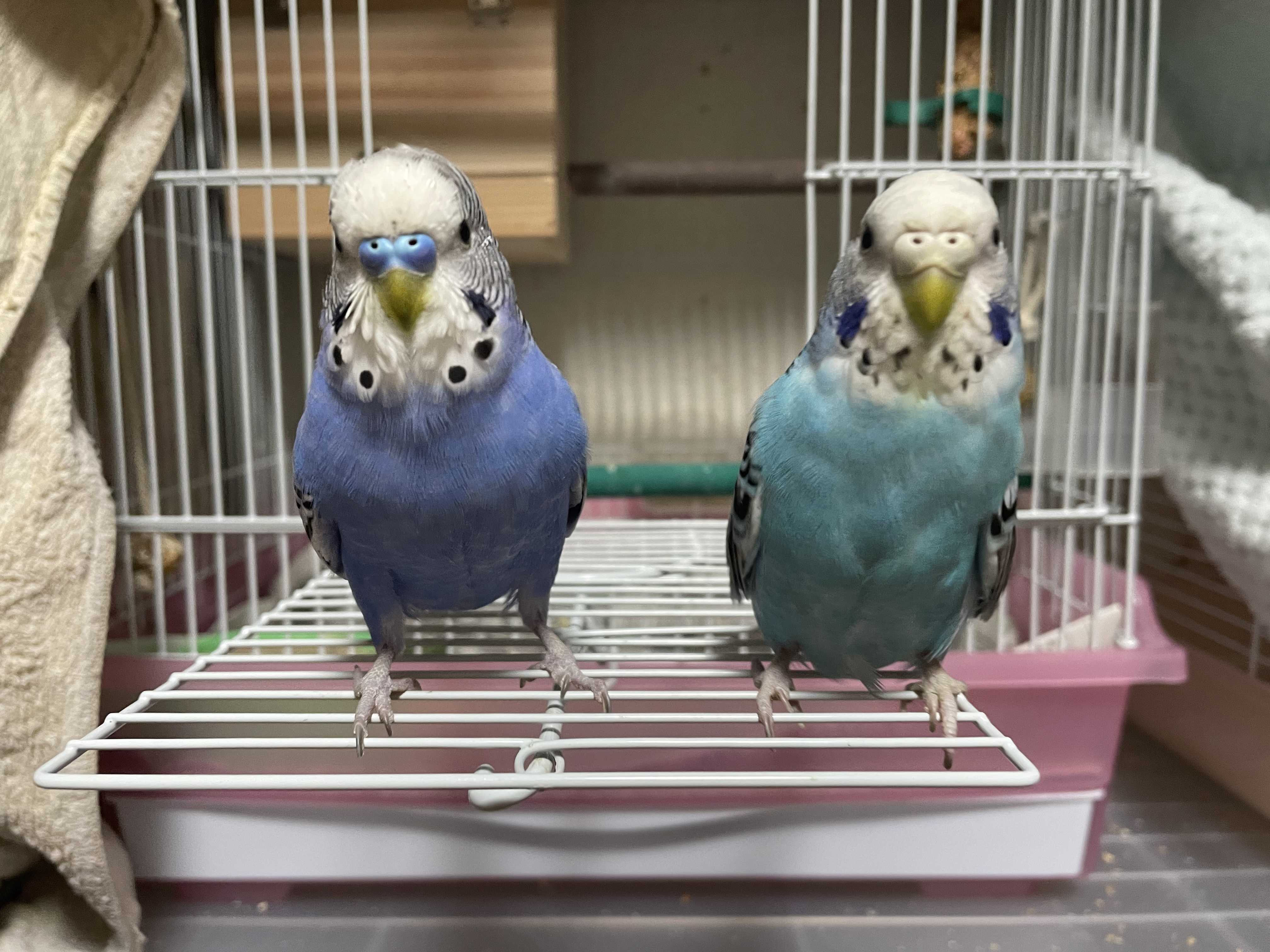 セキセイインコとの日常