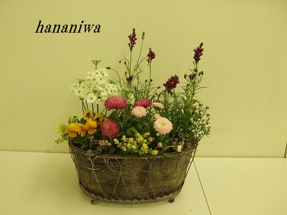 アンティークポットの寄せ植え２.JPG