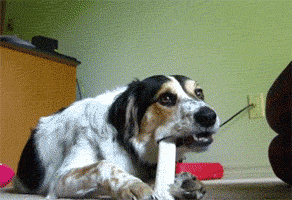 A cat jumps on top of a dog who is chewing on a bone_.gif