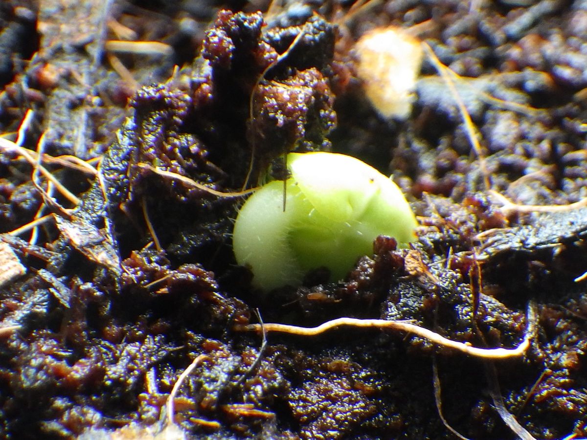 オクラの発芽 やまんば岩木のブログ 楽天ブログ