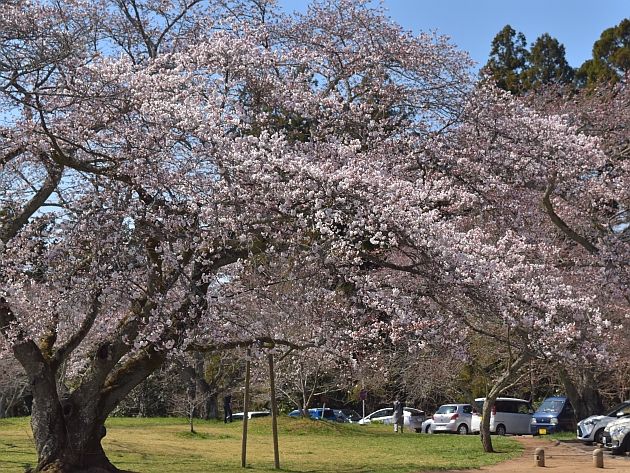 昨日の続き 三神峯公園での桜と散策 M A S A の 写真ブ ロ グ 楽天ブログ