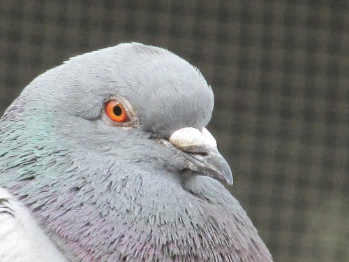 堺川沿いにいた鳩