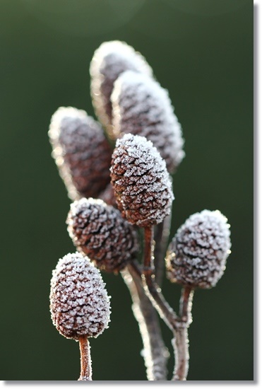 大野湊緑地公園-11 ハンノキ-2 15.1.21