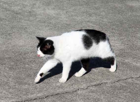 我が家のニャンコ♪2013/11/29-3