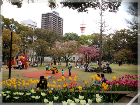 横浜公園のチューリップ