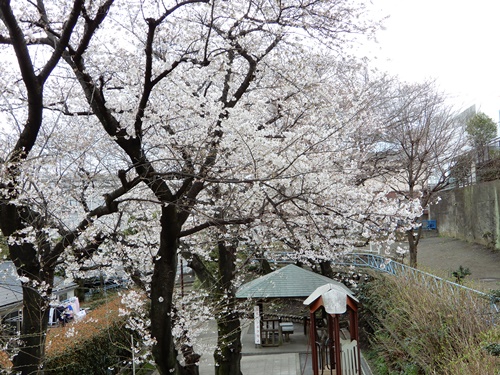 たぬき山公園にて