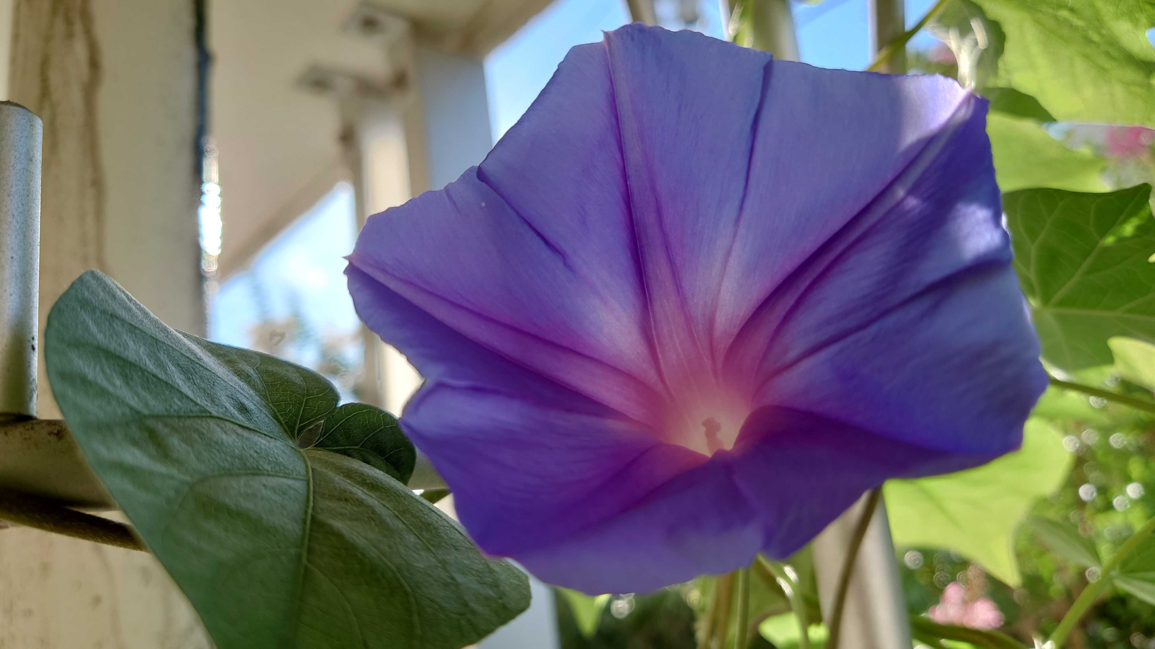 朝顔の花が咲きました おっさんの優待投資 Aのページ 楽天ブログ