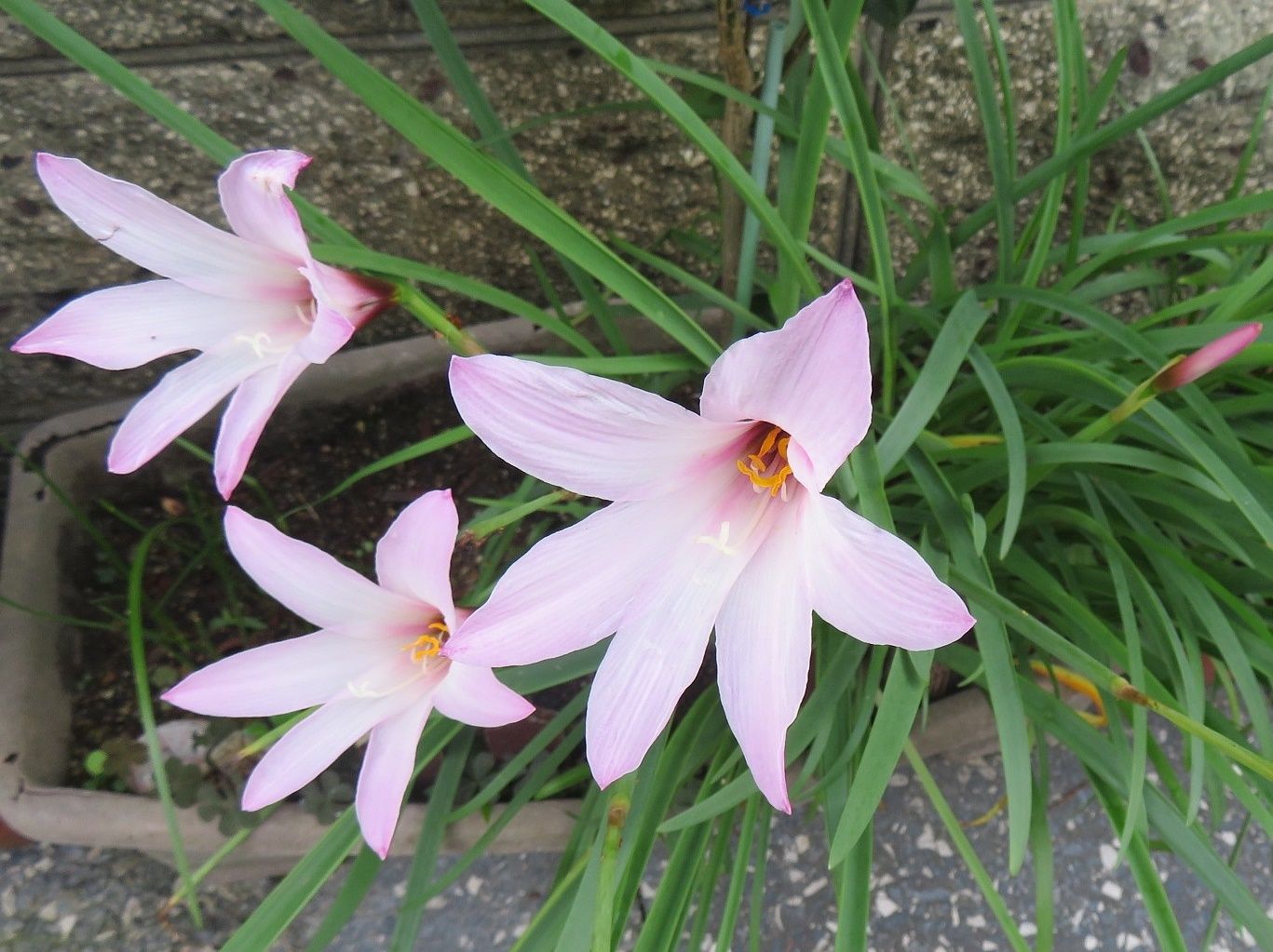 ５か月ぶりのデイへ 花はハブランサス だい のひとりごと 楽天ブログ