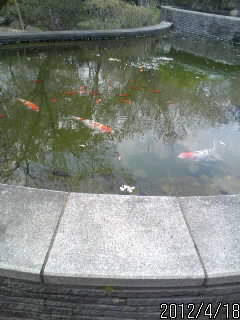 佐野城２の丸池２