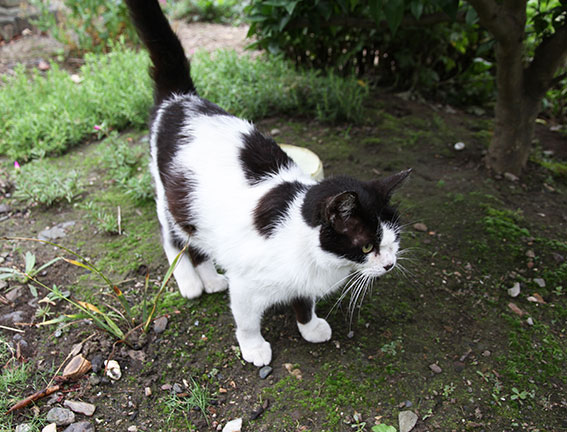 我が家のニャンコ♪2014/06/12-3