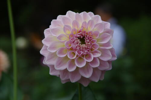 神代植物公園のダリア