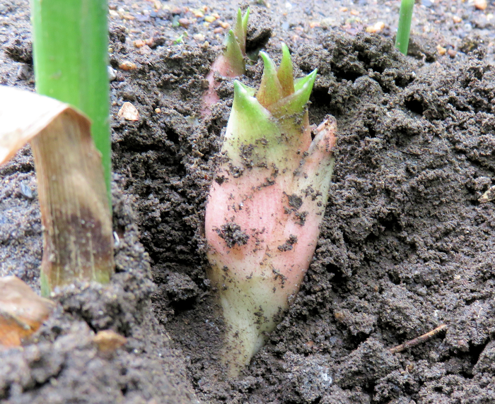 庭の隅に植えたミョウガ 収穫しました 暇な日常も結構ふぁに 楽天ブログ