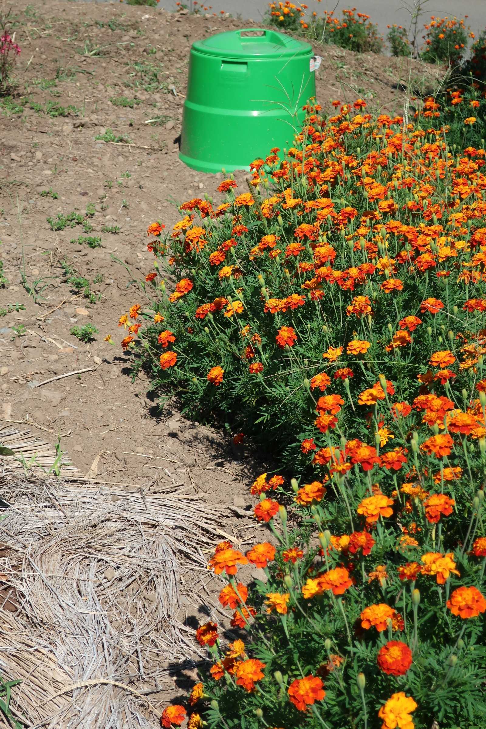 メドウガーデン 今日の空はあおい 楽天ブログ