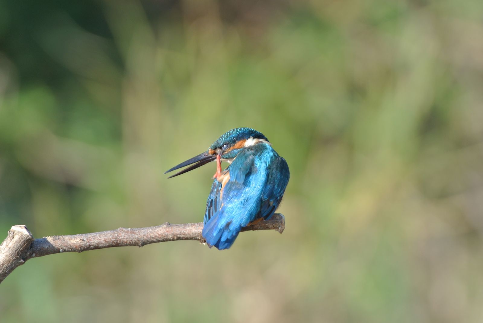 カワセミさん | まみきびのブログ - 楽天ブログ