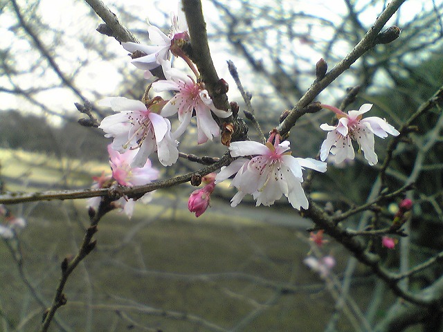 十月桜