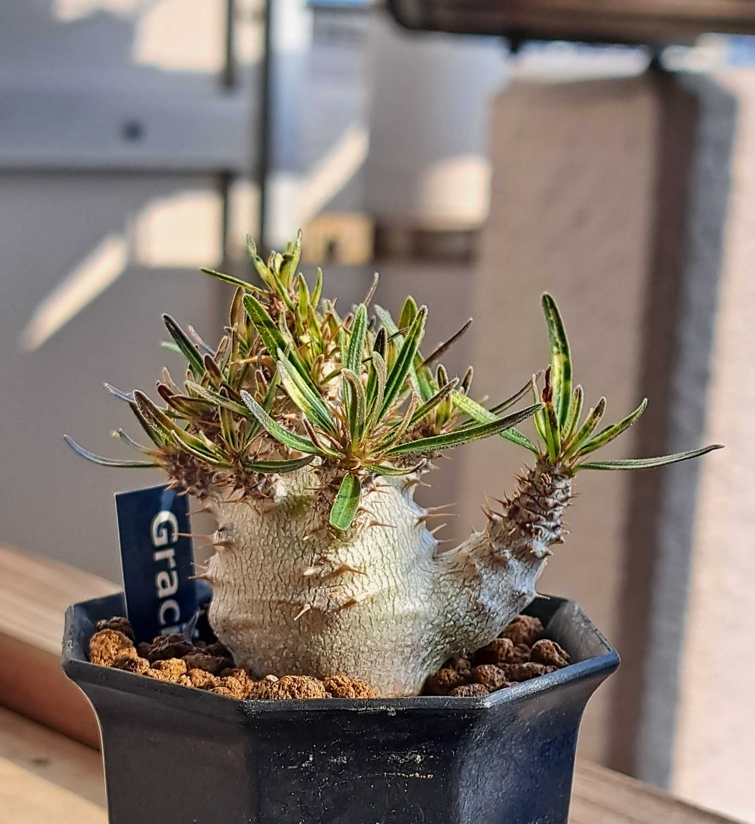 Pachypodium rosulatum var. gracilius パキポディウム グラキリス