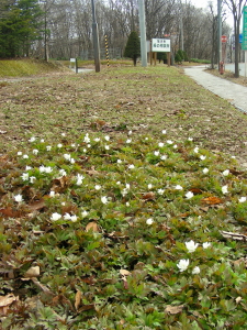 2017-04-14ichige1 (1).JPG