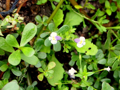 野草・３種混合？