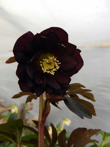 DSCN0773.JPG