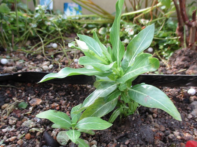 IMG_8406ss.jpg