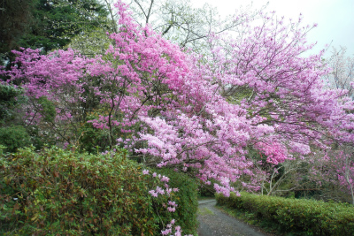 2015民家で花見