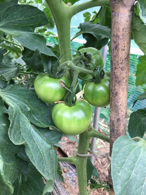 トマトの生長と尻腐れ病 Futtutyの菜園ブログ 楽天ブログ