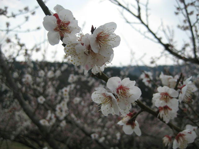 IMG_7831.JPG