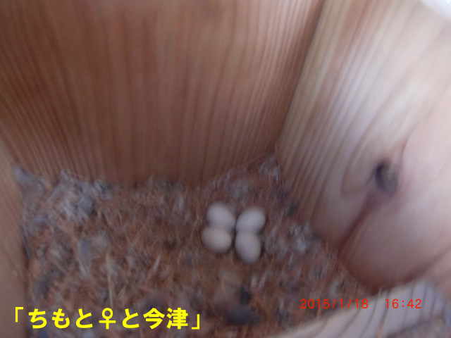 「ちもと♀と今津」の巣箱