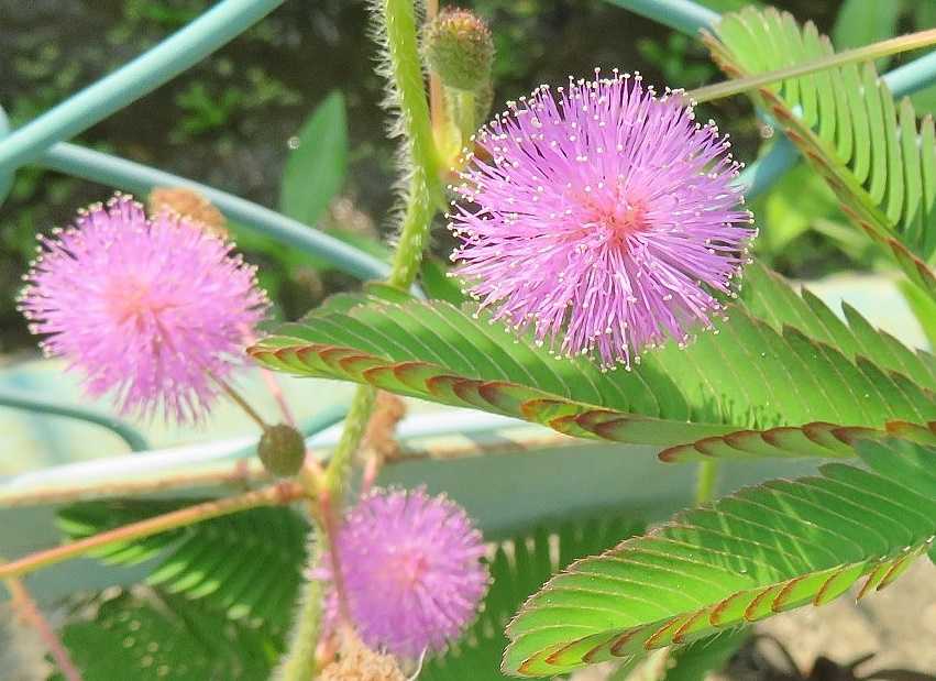 家内とスーパーへ 花はオジギソウ 他 だい のひとりごと 楽天ブログ