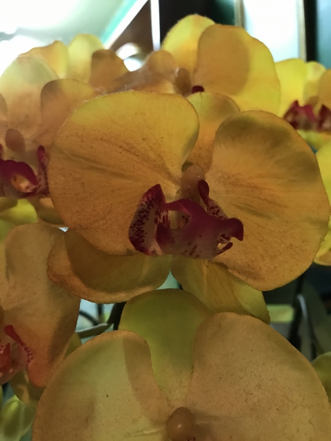 2017-05-06 002 (480x640).jpg