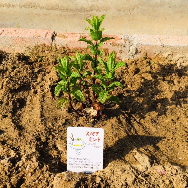 手作り花壇にキッチンハーブ植えてみた 子鹿日和 楽天ブログ