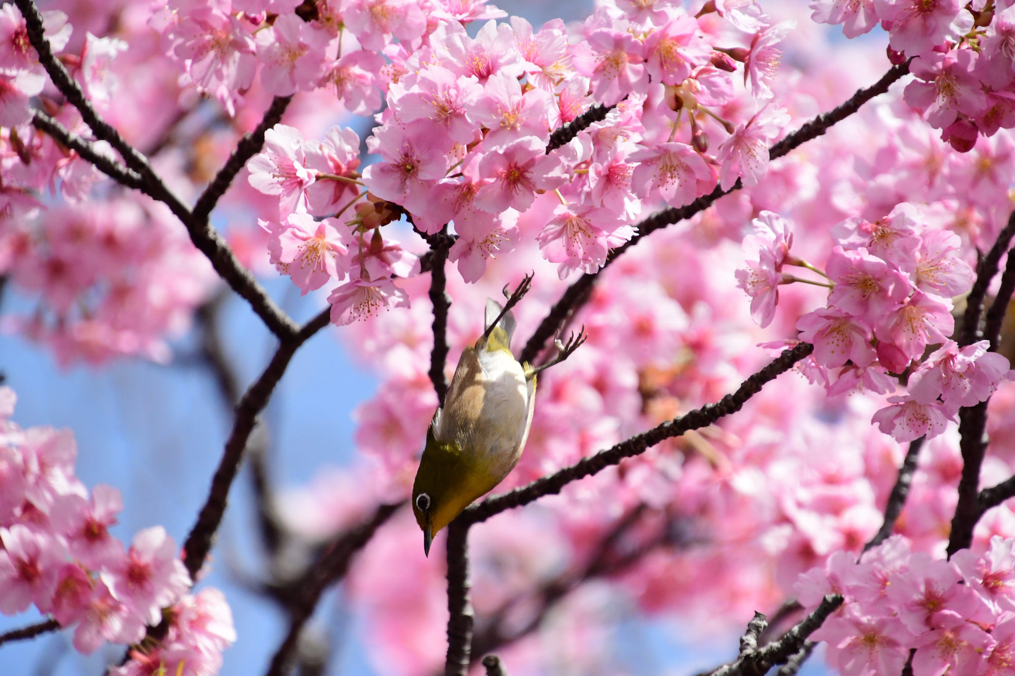 メジロ・・・河津桜、大寒桜、修善寺寒桜の中で | 南風のメッセージ - 楽天ブログ