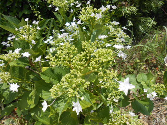 DSCN0255.JPG