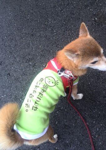 はなマルちゃん