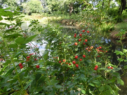 ボタニックガーデン